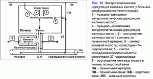 Циркуляция желчных кислот