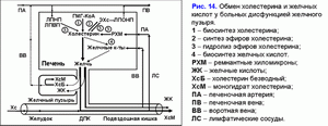 Обмен холестерина и желчных кислот