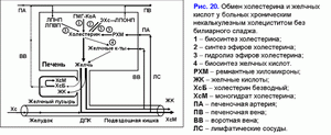 Обмен холестирина и желчных кислот, хронический некалькулезный холецестит без билиарного сладжа