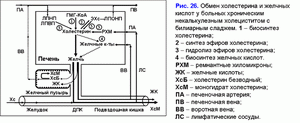 Обмен холестирина и желчных кислот, хронический некалькулезный холецестит, билиарный сладж