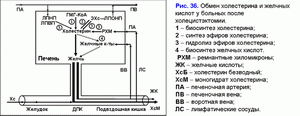 Постхолецистэктомический синдром, обмрн холестерина и желчных кислот