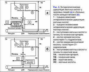Циркуляция желчных кислот у здоровых людей