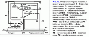 Обмен холестерина