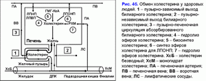 Обмен холестерина и желчных кислот