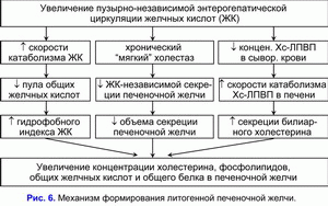 Механизм формирования литогенной печеночной желчи