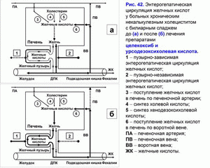 Циркуляция желчных кислот