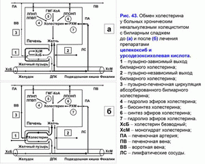 Обмен холестерина