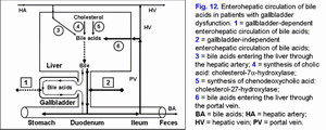 Enterohepatic circulation of bile acids, gallbladder dysfunction