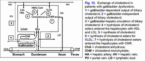 Cholesterol metabolism, gallbladder dysfunction