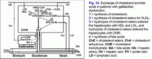 Cholesterol and bile acids metabolism, gallbladder dysfunction