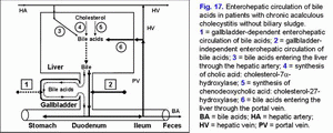 Enterohepatic circulation of bile acids, chronic acalculous cholecystitis without biliary sludge