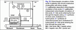 Enterohepatic circulation of bile acids, chronic acalculous cholecystitis, biliary sludge