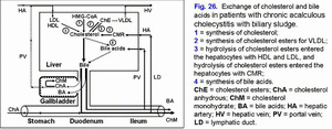 Cholesterol and bile acids metabolism, chronic acalculous cholecystitis, biliary sludge