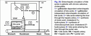 Enterohepatic circulation of bile acids, chronic calculous cholecystitis