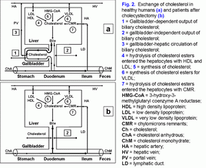 Cholesterol metabolism in healthy humans