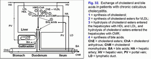 Cholesterol and bile acids metabolism, chronic acalculous cholecystitis