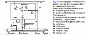 Enterohepatic circulation of bile acids, cholecystectomy