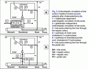 Enterohepatic circulation of bile acids in healthy humans