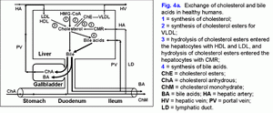 Cholesterol and bile acids metabolism in healthy humans