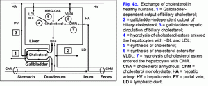 Cholesterol metabolism in healthy humans