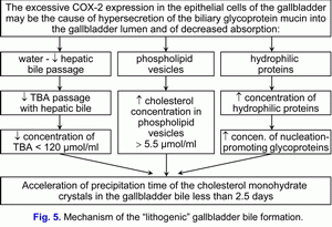Lithogenic gallbladder bile formation