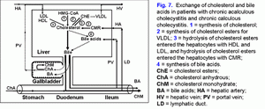 Cholesterol and bile acids metabolism, chronic acalculous cholecystitis, chronic calculous cholecystitis